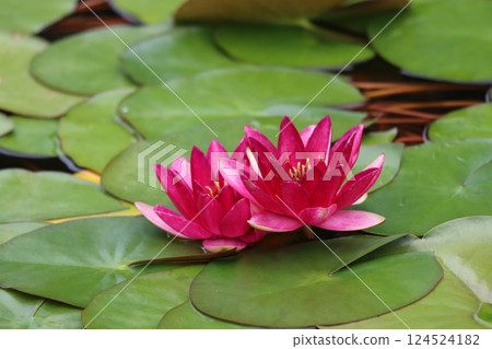 Beautiful flowers, but after flowering they sink into the water. 124524182