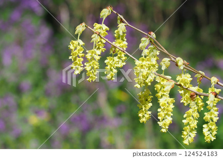 鳳尾蘭花 124524183