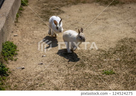 兔子一起奔跑 124524275