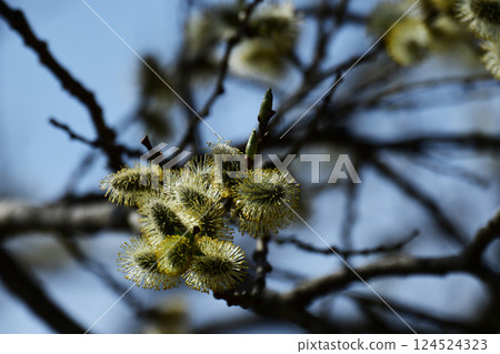 Early spring cat pussy Early spring cat pussy 124524323