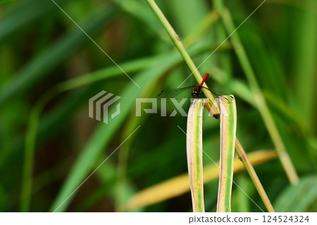 A red dragonfly resting on a cattail leaf 124524324
