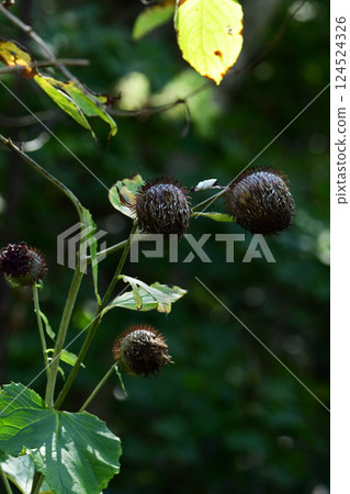 Oyamabokuchi in late autumn 124524326
