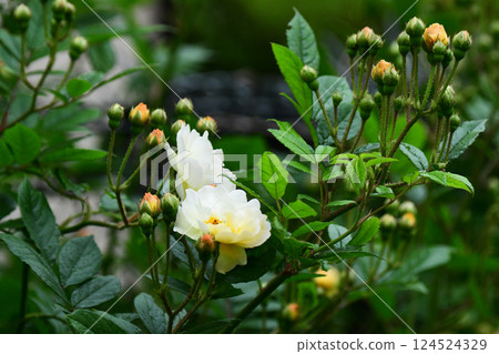 初夏的橘色攀緣玫瑰 124524329