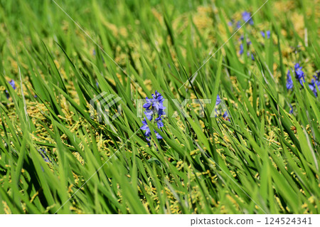 Water hyacinth in the rice field 124524341