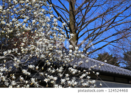 White magnolia trees stand out against the blue sky at Fusentei, Nakain temple grounds, Kawagoe city White magnolia trees stand out against the blue sky at Fusentei, Nakain temple grounds, Kawagoe city 124524468