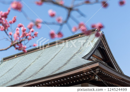 Scenery with cherry blossoms 124524499