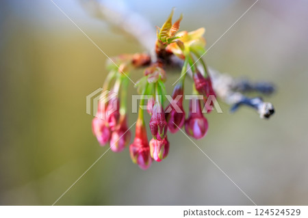 櫻花等待春天的花蕾 櫻花等待春天的花蕾 124524529