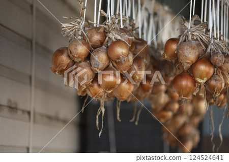 Onions hung to dry 124524641