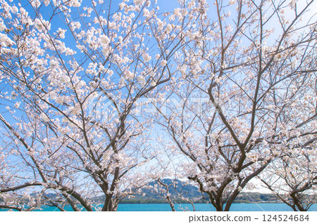 A view of Somei-Yoshino cherry trees lined up 124524684