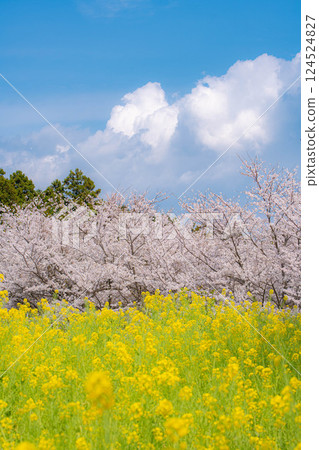 A view of rape blossoms and Yoshino cherry blossoms lined up A view of rape blossoms and Yoshino cherry blossoms lined up 124524827