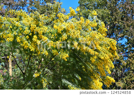Mimosa in full bloom at Nakain Temple in Kawagoe City Mimosa in full bloom at Nakain Temple in Kawagoe City 124524858
