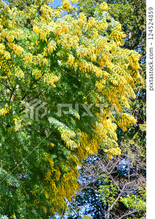 Mimosa in full bloom at Nakain Temple in Kawagoe City 124524859