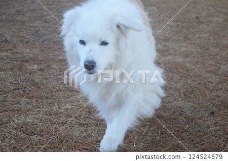 Walk with my dog 124524879
