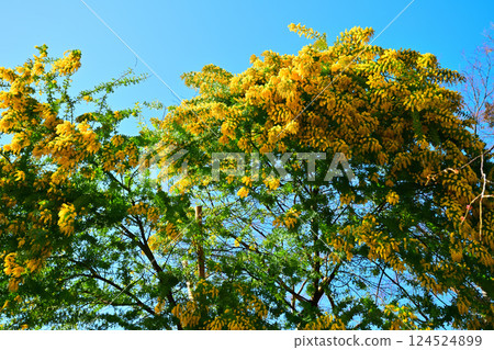 川越市中院寺藍天白雲下盛開的含羞草 124524899