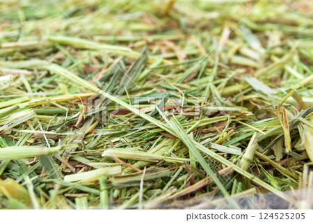 Dry grass Dry grass 124525205