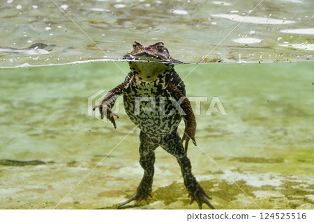 青蛙站在水中 124525516