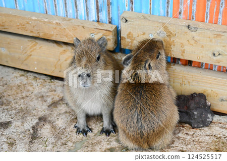 Capybara's baby 124525517