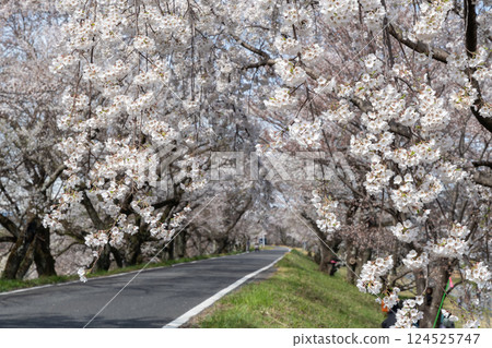 Cherry blossom trees along the banks of the Kiso River (Ichinomiya City, Aichi Prefecture) Cherry blossom trees along the banks of the Kiso River (Ichinomiya City, Aichi Prefecture) 124525747