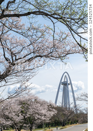 Cherry blossom trees along the banks of the Kiso River (Ichinomiya City, Aichi Prefecture) 124525754