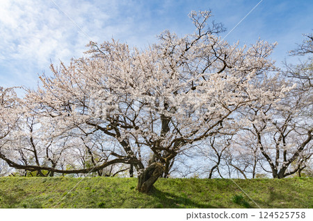 木曾川河畔的江戶彼岸櫻（愛知縣一宮市） 124525758