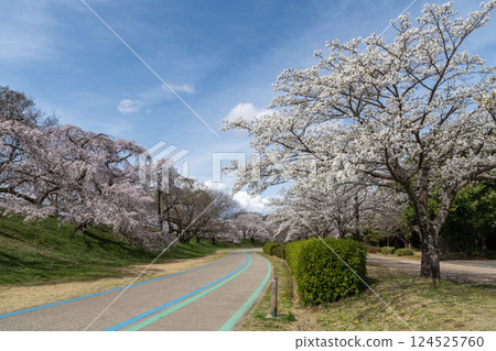 木曾川河岸的櫻花樹（愛知縣一宮市） 124525760