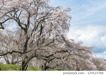 Cherry blossom trees along the banks of the Kiso River (Ichinomiya City, Aichi Prefecture) 124525766
