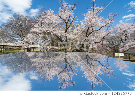 Old Edohigan cherry tree (Ichinomiya City, Aichi Prefecture) 124525773
