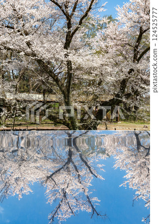 Old Edohigan cherry tree (Ichinomiya City, Aichi Prefecture) Old Edohigan cherry tree (Ichinomiya City, Aichi Prefecture) 124525777