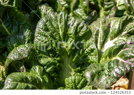 一種葉子較大的芥菜,稱為高菜(Brassica napus) 一種葉子較大的芥菜,稱為高菜(Brassica napus) 124526353