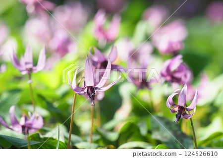 Katakuri花 Katakuri花 124526610