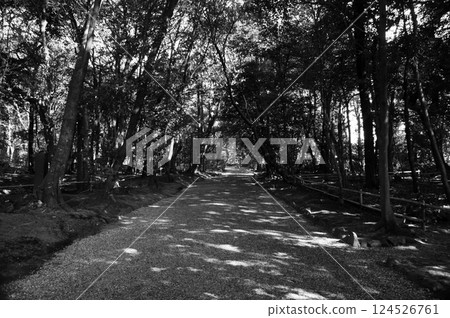 A path where the sun shines through the trees 124526761