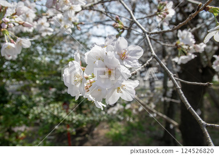 White cherry tree 124526820