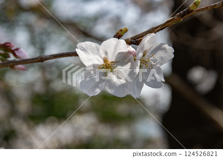 櫻花在春天的陽光下閃耀 124526821