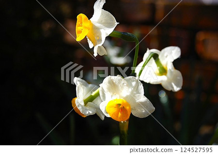 形狀似嘴唇的水仙花 形狀似嘴唇的水仙花 124527595