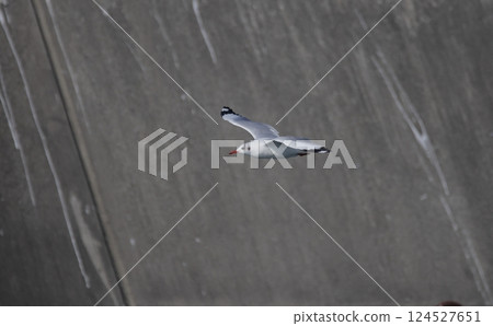 飛翔的棕頭鷗的冬季羽毛 124527651