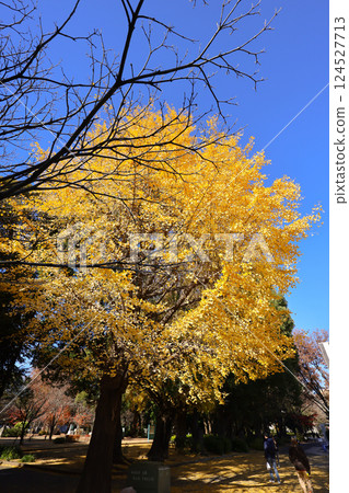 Japanese Shrine Amid Lush Green Forest Landscape, Tokyo Dec 9 2024 124527713