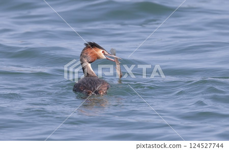 A Crested Grebe in summer plumage catching a fish A Crested Grebe in summer plumage catching a fish 124527744