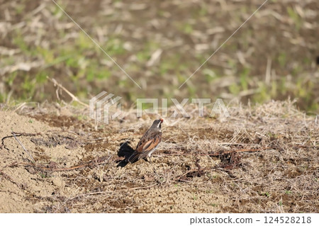 嘴裡含著食物的畫眉鳥 嘴裡含著食物的畫眉鳥 124528218
