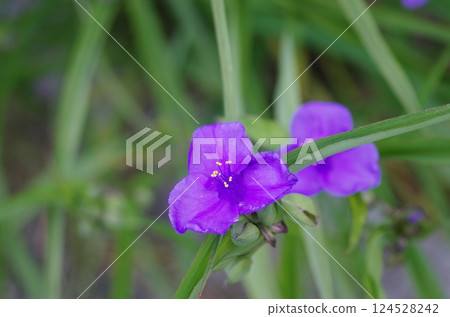 Murasaki Yukusa之花 124528242