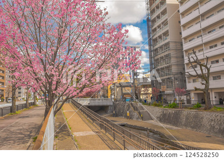 Spring streetscape with waterways in Horikawa-dori, Kyoto 124528250