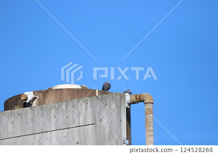 A rock pigeon resting on a rooftop water tank 124528268