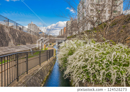 Spring streetscape with waterways in Horikawa-dori, Kyoto 124528273