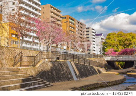 Spring streetscape with waterways in Horikawa-dori, Kyoto Spring streetscape with waterways in Horikawa-dori, Kyoto 124528274