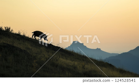 森林裡的野豬 124528541