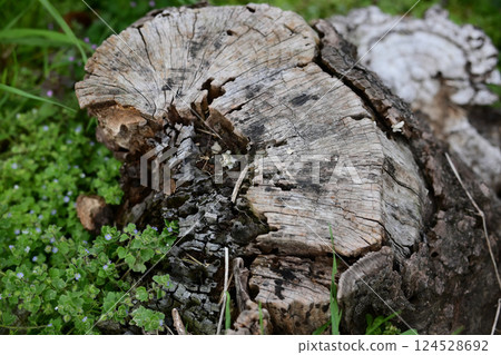 Old stump annual rings Old stump annual rings 124528692