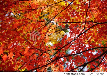 Autumn leaves at Shohoji Temple in Wazuka, Kyoto in 2024 Autumn leaves at Shohoji Temple in Wazuka, Kyoto in 2024 124528784