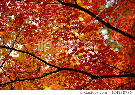 Autumn leaves at Shohoji Temple in Wazuka, Kyoto in 2024 124528786