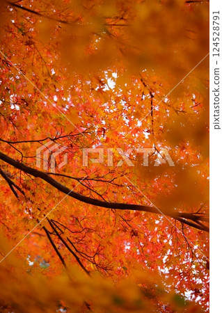 Autumn leaves at Shohoji Temple in Wazuka, Kyoto in 2024 Autumn leaves at Shohoji Temple in Wazuka, Kyoto in 2024 124528791