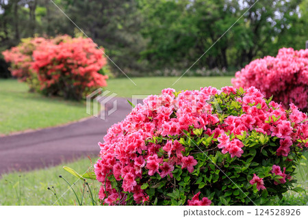 Vividly blooming azaleas at Hangankan Forest Park in Niikappu Town, Hokkaido [May] 124528926