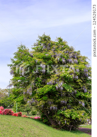 北海道新冠町函館森林公園盛開的大型紫藤樹 [5月] 124529173